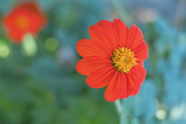 巴拉的多变 巴拉的多变