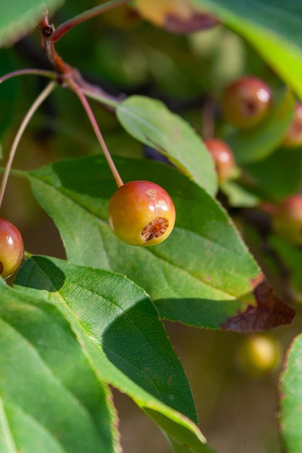 球未来的希 球未来的希